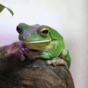 ヒメ日記 2025/08/29 22:04 投稿 マリ 金瓶梅(きんぺいぱい)(雄琴)