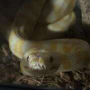 ヒメ日記 2025/09/20 21:24 投稿 マリ 金瓶梅(きんぺいぱい)(雄琴)