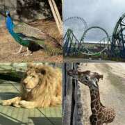 ヒメ日記 2025/11/27 15:21 投稿 マリ 金瓶梅(きんぺいぱい)(雄琴)