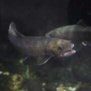 ヒメ日記 2025/11/27 20:49 投稿 マリ 金瓶梅(きんぺいぱい)(雄琴)