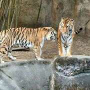 ヒメ日記 2026/02/14 16:04 投稿 マリ 金瓶梅(きんぺいぱい)(雄琴)