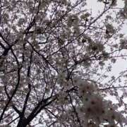 ヒメ日記 2025/03/29 10:41 投稿 しずく おいしい奥様