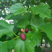 ヒメ日記 2025/05/18 21:05 投稿 しずく おいしい奥様