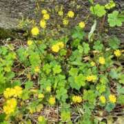 ヒメ日記 2025/06/14 09:30 投稿 しずく おいしい奥様