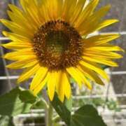 ヒメ日記 2025/06/24 05:45 投稿 しずく おいしい奥様