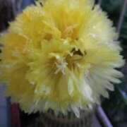 ヒメ日記 2025/07/04 22:27 投稿 しずく おいしい奥様