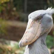 ヒメ日記 2025/07/25 03:00 投稿 しずく おいしい奥様