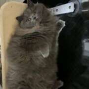 ヒメ日記 2025/02/20 10:52 投稿 ひびき ミスターダンディ パート2