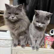 ヒメ日記 2025/11/30 11:17 投稿 ひびき ミスターダンディ パート2