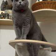 ヒメ日記 2026/03/04 14:59 投稿 ひびき ミスターダンディ パート2