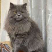 ヒメ日記 2026/03/14 19:55 投稿 ひびき ミスターダンディ パート2