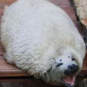 ヒメ日記 2026/03/28 12:25 投稿 ここあ ミスターダンディ パート2