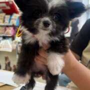 ヒメ日記 2025/06/15 08:33 投稿 すずか ミスターダンディ パート2