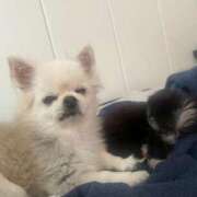 ヒメ日記 2025/06/21 20:22 投稿 すずか ミスターダンディ パート2