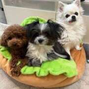 ヒメ日記 2025/11/27 13:59 投稿 すずか ミスターダンディ パート2