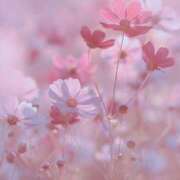 ヒメ日記 2025/05/10 17:43 投稿 みのり 進撃の妻