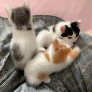 ヒメ日記 2025/05/27 16:26 投稿 みのり 進撃の妻