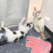 ヒメ日記 2025/06/07 16:48 投稿 みのり 進撃の妻