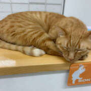 ヒメ日記 2025/07/12 17:51 投稿 みのり 進撃の妻