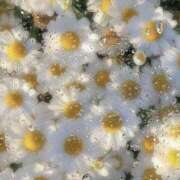 ヒメ日記 2025/08/02 11:11 投稿 みのり 進撃の妻