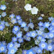 ヒメ日記 2025/05/09 18:16 投稿 綾瀬 穂乃果 Canx2神戸店