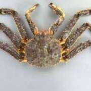 ヒメ日記 2025/06/02 05:10 投稿 まお 奥様特急　池袋・大塚店