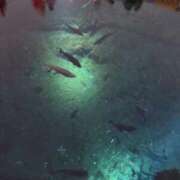 まお 久しぶりに見てほしいよ？ 奥様特急　池袋・大塚店