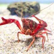 ヒメ日記 2025/05/12 17:45 投稿 まお 奥様特急　上野・鶯谷店