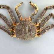 ヒメ日記 2025/06/02 05:15 投稿 まお 奥様特急　上野・鶯谷店