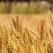 ヒメ日記 2025/06/06 01:45 投稿 まお 奥様特急　上野・鶯谷店