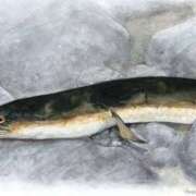 ヒメ日記 2025/06/11 21:37 投稿 まお 奥様特急　上野・鶯谷店