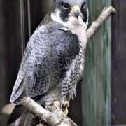 ヒメ日記 2025/06/13 10:05 投稿 まお 奥様特急　上野・鶯谷店