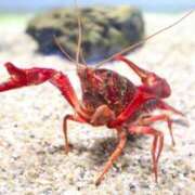 ヒメ日記 2025/05/12 17:49 投稿 まお 奥様特急　立川店