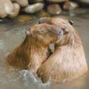 ヒメ日記 2025/05/14 01:04 投稿 まお 奥様特急　立川店