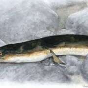 ヒメ日記 2025/06/11 21:29 投稿 まお 奥様特急　立川店