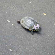 ヒメ日記 2025/07/22 18:31 投稿 らいか YESグループ TSUBAKI FIRST