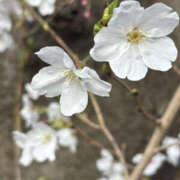 ヒメ日記 2026/04/09 06:00 投稿 らいか YESグループ TSUBAKI FIRST