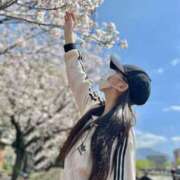 アン 鹿児島の桜🌸みたよ👀 石庭