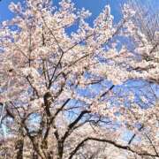 ヒメ日記 2026/04/04 20:14 投稿 ゆり 池袋しろパラ