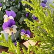 ヒメ日記 2025/03/14 09:18 投稿 池上今日子 五十路マダム愛されたい熟女たち 福山店(カサブランカグループ)