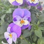 ヒメ日記 2025/04/07 12:52 投稿 池上今日子 五十路マダム愛されたい熟女たち 福山店(カサブランカグループ)