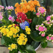 ヒメ日記 2025/04/07 17:00 投稿 池上今日子 五十路マダム愛されたい熟女たち 福山店(カサブランカグループ)