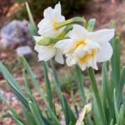池上今日子 出勤情報 五十路マダム愛されたい熟女たち 福山店(カサブランカグループ)
