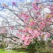 ヒメ日記 2025/03/28 20:12 投稿 めいさ 奥様さくら難波店