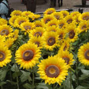 ヒメ日記 2025/09/20 13:30 投稿 ことは 奥鉄オクテツ東京店（デリヘル市場）