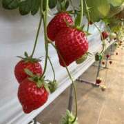 ヒメ日記 2025/03/02 19:17 投稿 りりか 千葉松戸ちゃんこ