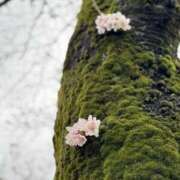 ヒメ日記 2025/03/30 11:24 投稿 りりか 千葉松戸ちゃんこ