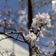 ヒメ日記 2025/03/31 15:38 投稿 りりか 千葉松戸ちゃんこ