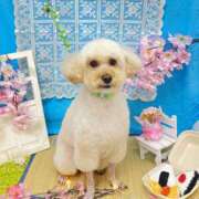 ヒメ日記 2025/05/07 09:26 投稿 りりか 千葉松戸ちゃんこ