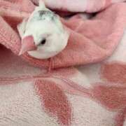 ヒメ日記 2025/09/24 13:52 投稿 ナナ★美白美人妻 BITEKI